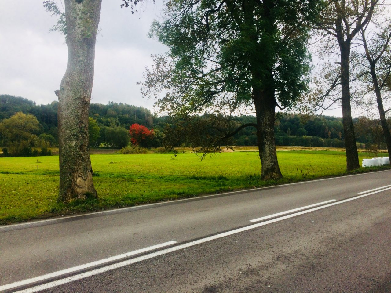 widok na pole z kolorowymi liśćmi drzew